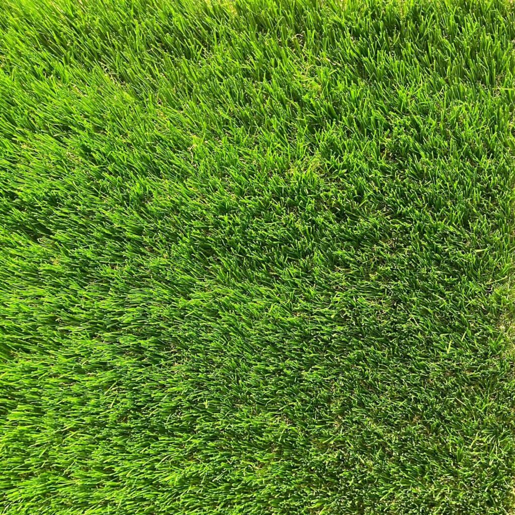 Artificial Grass Carpet